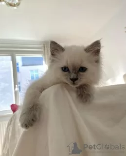 Photo №4. Je vais vendre ragdoll en ville de New york. annonce privée - prix - 379€