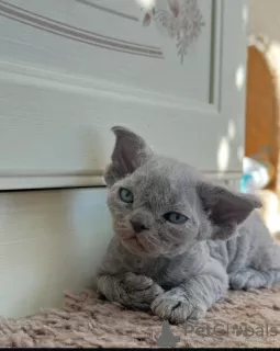 Photo №3. Chatons Devon Rex. Allemagne