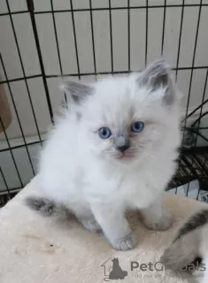 Photo №1. ragdoll - à vendre en ville de Довилаи | négocié | Annonce № 32283