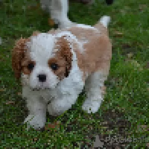 Photos supplémentaires: Cavalier King Charles Spaniel ZKWP / FCI