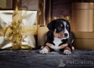 Photos supplémentaires: Chiots Entlebucher Sennenhund (5 garçons et 1 fille). Les chiots sont nés le