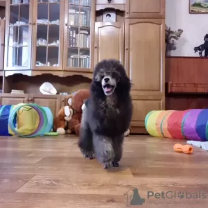 Photo №2 de l'annonce № 118381 de la vente caniche (nain) - acheter à Fédération de Russie de la fourrière