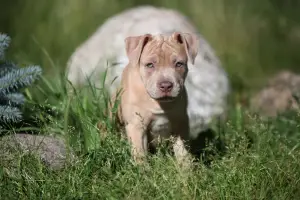 Photos supplémentaires: Offre exclusive! Filles Isabella Pit Bull