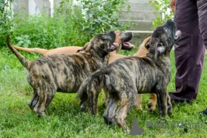 Photos supplémentaires: Dogue Canario - Chiots Presa Canario