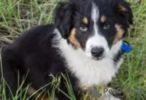 Photo №1. english shepherd - à vendre en ville de Berlin | Gratuit | Annonce №126931