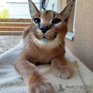 Photo №1. caracal - à vendre en ville de Dagenham | 1000€ | Annonce № 99775