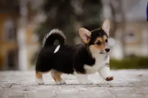 Photo №3. Welsh Corgi Pembroke Chiots. Ukraine