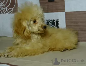 Photos supplémentaires: Fille caniche jouet, tasse à thé en peluche.