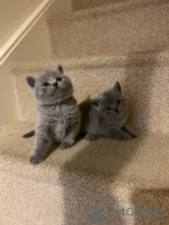 Photo №2 de l'annonce № 88570 de la vente british shorthair - acheter à Allemagne annonce privée