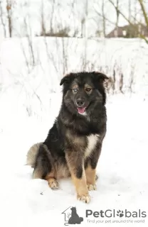 Photo №1. chien bâtard - à vendre en ville de Москва | Gratuit | Annonce №81243