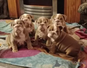 Photo №1. bulldog anglais - à vendre en ville de Dragsvik | Gratuit | Annonce №129330