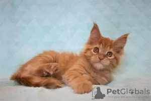 Photo №1. maine coon - à vendre en ville de Volgograd | négocié | Annonce № 12545