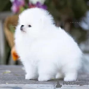 Photos supplémentaires: Chiots Poméranie szpic à vendre