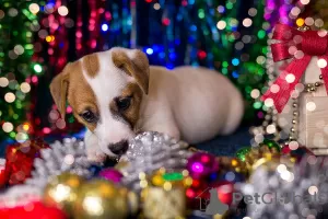 Photos supplémentaires: Chiot Jack Russell Terrier