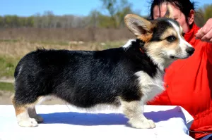 Photo №1. welsh corgi - à vendre en ville de Ternopil | 1000€ | Annonce №6374