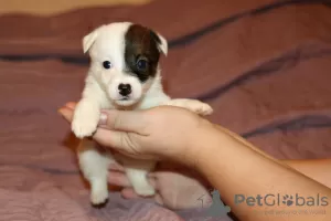 Photo №1. jack russell terrier - à vendre en ville de Saint-Pétersbourg | négocié | Annonce №4451