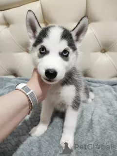 Photo №4. Je vais vendre husky de sibérie en ville de Tioumen. annonce privée - prix - 133€