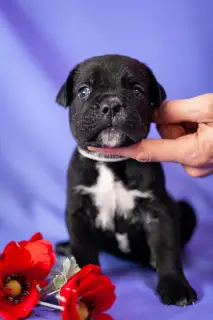 Photos supplémentaires: Superbes chiots Cane Corso