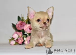 Photo №1. chihuahua - à vendre en ville de Москва | 531€ | Annonce №32609