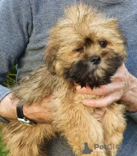 Photo №1. lhassa apso - à vendre en ville de Zürich | 350€ | Annonce №13697