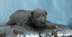 Photos supplémentaires: Chiots Thai Ridgeback