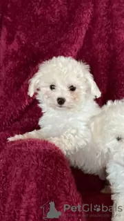 Photo №1. bichon à poil frisé, chihuahua - à vendre en ville de Арёгала | 300€ | Annonce №12227