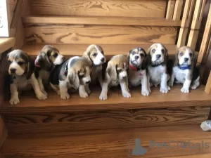 Photos supplémentaires: Le charmant chiot beagle est à la recherche d'un foyer et des plus tendres