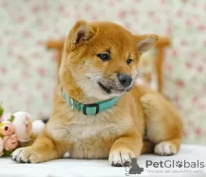 Photos supplémentaires: Shiba Inu. Chiots