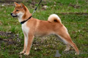 Photos supplémentaires: Chiots Shiba Inu