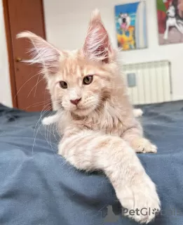 Photo №4. Je vais vendre maine coon en ville de Berlin. éleveur - prix - 400€