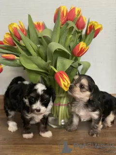 Photo №3. Chiots d'un chien chinois à crête. Fédération de Russie