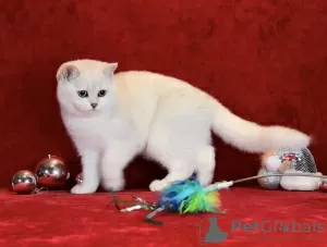 Photo №2 de l'annonce № 128493 de la vente british shorthair - acheter à La Lettonie éleveur