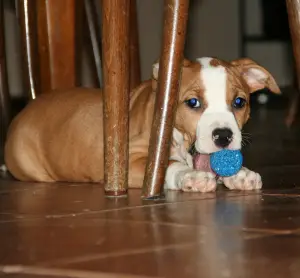 Photo №2 de l'annonce № 4162 de la vente american staffordshire terrier - acheter à Fédération de Russie de la fourrière