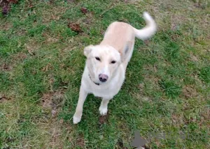 Photo №3. Puppy Bella recherche de toute urgence un foyer ou une famille d'accueil.. Biélorussie