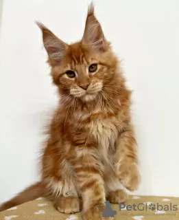 Photo №1. maine coon - à vendre en ville de Berlin | 700€ | Annonce № 104564