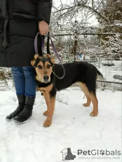 Photos supplémentaires: Un chien affectueux, victime d'écorcheurs, cherche de toute urgence un foyer !