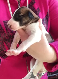 Photos supplémentaires: Chiots lévriers russes de chenil