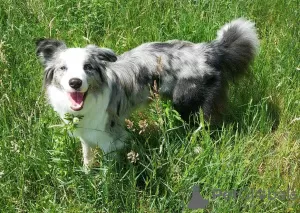 Photos supplémentaires: Border Collie / Bleu merle / Type d'exposition / mâle / FCI / ZKwP