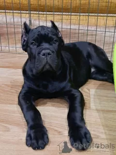 Photo №2 de l'annonce № 98502 de la vente cane corso - acheter à Fédération de Russie éleveur