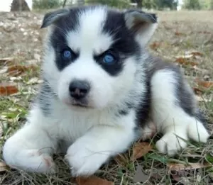 Photo №1. husky de sibérie - à vendre en ville de Savonlinna | négocié | Annonce №54797