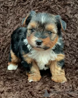 Photo №1. yorkshire terrier - à vendre en ville de Switzerland | 300€ | Annonce №129056