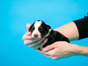 Photos supplémentaires: Chiots de berger australien à vendre