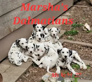 Photo №1. dalmatien - à vendre en ville de Goddard | 761€ | Annonce №18490