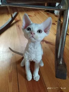 Photo №1. devon rex - à vendre en ville de Minsk | 500€ | Annonce № 7175