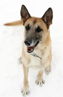 Photo №2 de l'annonce № 1008 de la vente chien bâtard - acheter à Fédération de Russie annonce privée