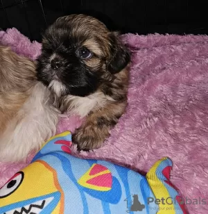 Photo №1. shih tzu - à vendre en ville de New york | 246€ | Annonce №82236