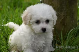 Photo №3. Les chiots de race Bichon Frise sont maintenant disponibles. Allemagne