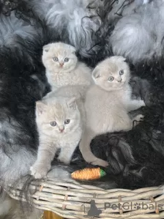 Photo №4. Je vais vendre scottish fold en ville de Helsinki. annonce privée - prix - 400€