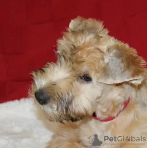 Photo №1. terrier irlandais à poil doux - à vendre en ville de Tallinn | négocié | Annonce №86262