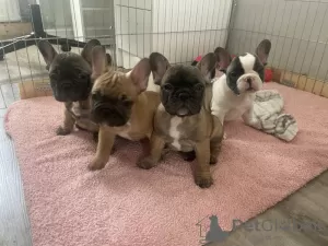 Photo №1. bouledogue - à vendre en ville de Флорида Сити | 379€ | Annonce №76628